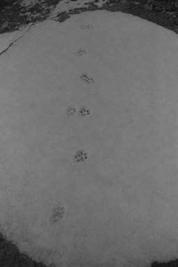 Lynx tracks in snow, Dripping Springs Trail