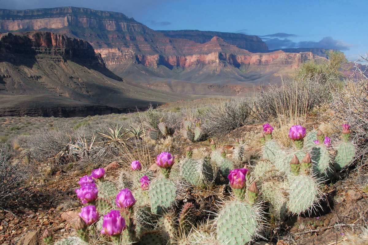 Image result for grand canyon blooming in the fall