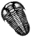 Trilobite